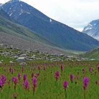 ПРИТОК ОЙГАИНГА. h- 2850м. :: Виктор Осипчук