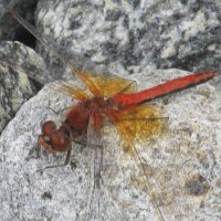 сентябрь :: Елена Шаламова сентябрь :: Елена Шаламова