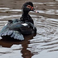 Где хочу, там и плаваю ... :: Alexandеr P