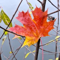 Осенний лист :: Наталья Осенний лист :: Наталья