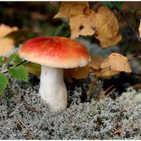 *** :: Aleksandr Gal