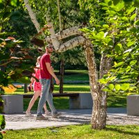 Некому березу заломати? Ну-ну... :: Сергей Шатохин 