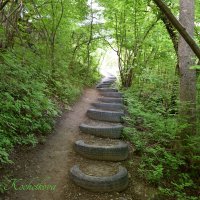Природа Крыма :: Amazing Cosmea