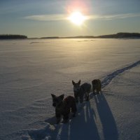 Зима :: Anna Ivanova Зима :: Anna Ivanova