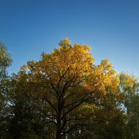 Солнце осветило макушку дерева :: Александр Синдерёв