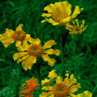 ОСЕНЬ, Октябрь, ЦВЕТЫ :: Владимир Максимов ОСЕНЬ, Октябрь, ЦВЕТЫ :: Владимир Максимов