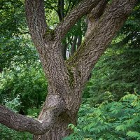 Танующие стволы. :: Лилия *