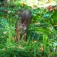 *** :: Владимир Безбородов *** :: Владимир Безбородов