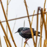 Скворец :: Игорь Протасов