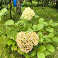 Курск. В саду у дома :: Ирэн 