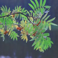 Рябинка над рекой :: Галина Ильясова