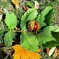 Осенний натюрморт! :: Надежда Осенний натюрморт! :: Надежда