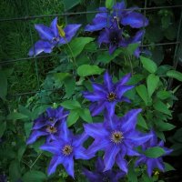 Клематис :: Andy 