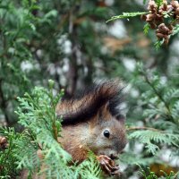 *** :: Александра Николаева