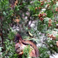 обед у белочки :: Александра Николаева