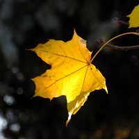 *** :: Лариса С. *** :: Лариса С.