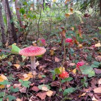 Семейка :: Лариса С. Семейка :: Лариса С.