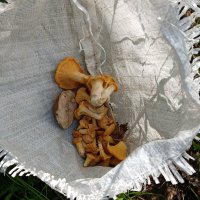 грибочки :: Владимир 