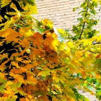 Осенний клен :: Любимова Ольга 