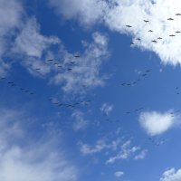 Главное - не опоздать на юг :: Серж Show