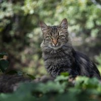 В Массандровском парке :: Сергей Брюшинин