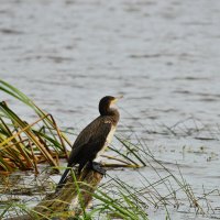 На посту... :: Владимир Филимонов
