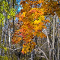 ... :: Олег Архипов