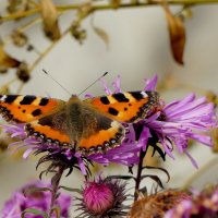 бабочки, снятые вчера 4 :: Александр Прокудин