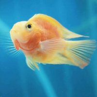 «Говорить умеет рыбка, просто нам – не услыхать!» :: Михаил Андреев