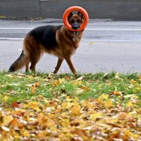 Я за тобой слежу, подозрительный незнакомец...  :: Александр Орлов