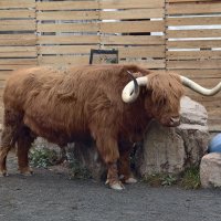 Бычок Гаврюша :: <<< Наташа >>>