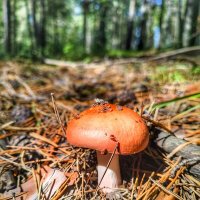 В лесу :: Александр Жирный