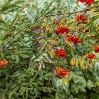 Осень рябиновая :: Валерий Иванович Осень рябиновая :: Валерий Иванович