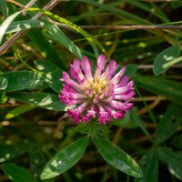 Про клевер... :: Николай Гирш