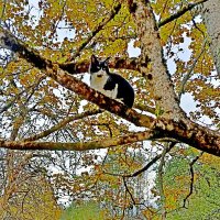 Найдите ...сами знаете - кого! :: Vladimir Semenchukov