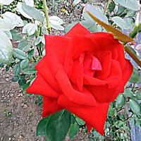 Цветы. :: Владимир Драгунский