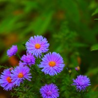 цветы :: Владимир иванов