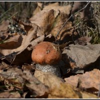 *** :: Aleksandr Gal