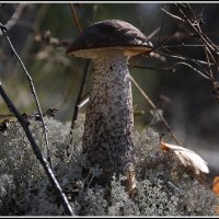 Обабок :: Aleksandr Gal Обабок :: Aleksandr Gal