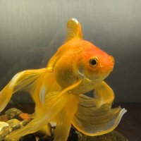 Кто там? :: Anna Ivanova Кто там? :: Anna Ivanova