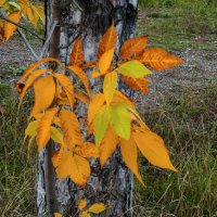 Осенняя палитра :: Валентин Семчишин Осенняя палитра :: Валентин Семчишин