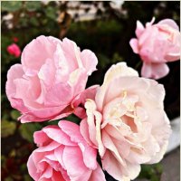 Осенние. :: Валерия Комова Осенние. :: Валерия Комова