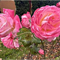 Октябрьские розы. :: Валерия Комова