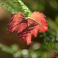 Зарисовки начала октября... :: Андрей Заломленков