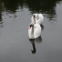 Лебеди в городском парке :: Рита Симонова