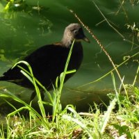 Камышница :: Рита Симонова