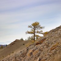 Лиственница :: Галина Ильясова