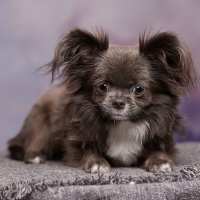 Федя :: Евгений Васильев