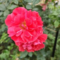 ,,, :: Сергей Тимоновский