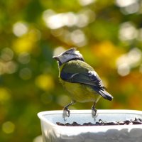 Семечки, семечками - а, вдруг ?.. :: Юрий Куликов